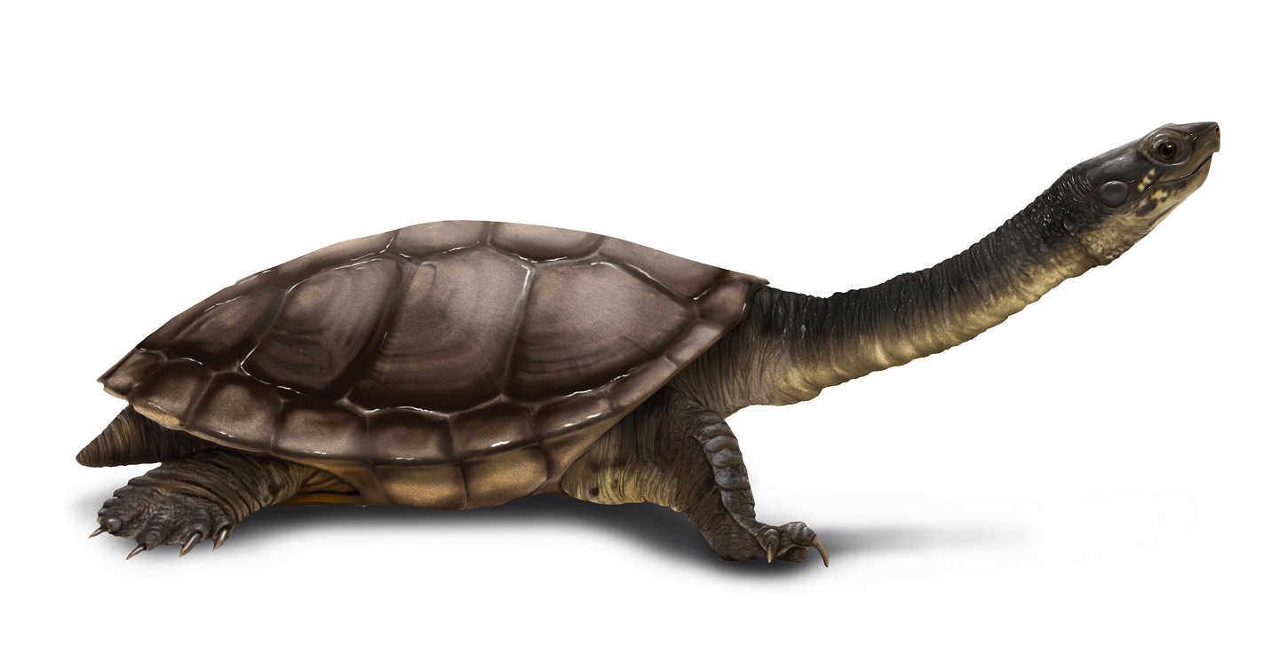 Si hay algo que me encanta de los reptiles es su escencia, son admirados y temidos, misteriosos y fantásticos pero sobre todo vitales para nuestro planeta 🐢 

Hoy en el Reptile Awareness Day hacemos un tributo a estas especies asombrosas ✨

Gracias a @LynxNatureBooks pasen y echen un ojito a todas sus maravillosas publicaciones y descubran que se viene y en lo que hemos estado trabajando… 🐊🐢

#ReptileAwarenessDay #ReptilesOfTheWorld #LynxNatureBooks