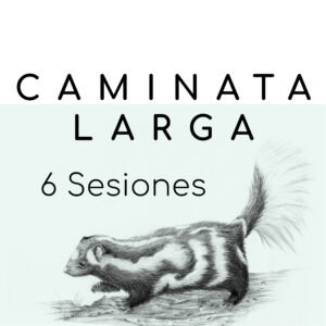 Caminata larga